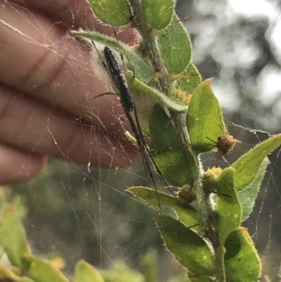 Tetragnatha sp. (genus) (Long-jawed spider) at Campbell, ACT - 7 Apr 2021 by MattFox