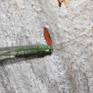 Mallada tripunctatus at Acton, ACT - 14 May 2021 12:47 PM