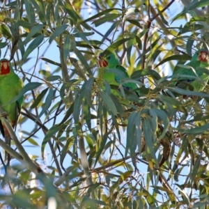 Lathamus discolor at Kambah, ACT - 22 May 2021