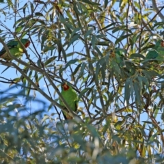 Lathamus discolor at Kambah, ACT - 22 May 2021