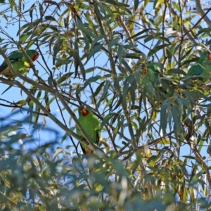 Lathamus discolor at Kambah, ACT - 22 May 2021