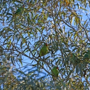 Lathamus discolor at Kambah, ACT - 22 May 2021