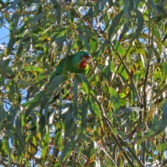 Lathamus discolor at Kambah, ACT - 22 May 2021