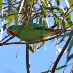 Lathamus discolor at Kambah, ACT - 22 May 2021