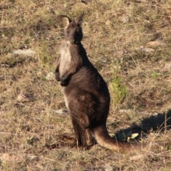 Osphranter robustus (Wallaroo) at Tennent, ACT - 22 May 2021 by ChrisHolder