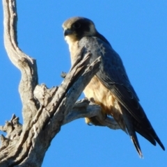 Falco longipennis at Symonston, ACT - 22 May 2021