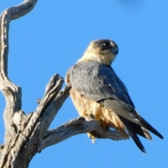 Falco longipennis at Symonston, ACT - 22 May 2021