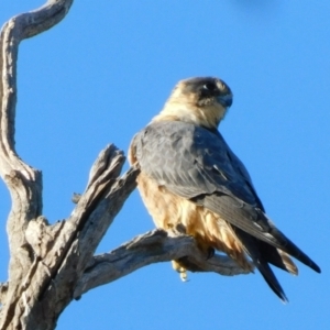 Falco longipennis at Symonston, ACT - 22 May 2021