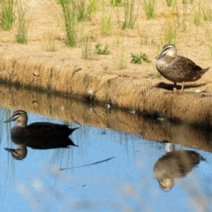 Anas superciliosa (Pacific Black Duck) at Kambah, ACT - 22 May 2021 by RodDeb