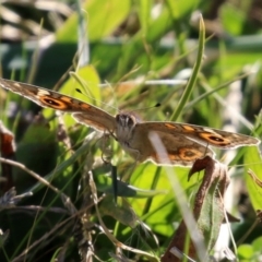 Junonia villida (Meadow Argus) at Kambah, ACT - 22 May 2021 by RodDeb