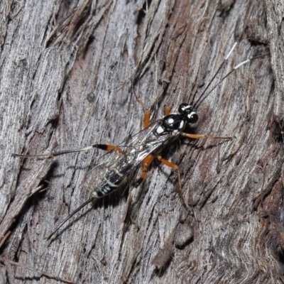 Xanthocryptus novozealandicus (Lemon tree borer parasite wasp) at Acton, ACT - 14 May 2021 by TimL