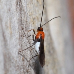 Braconidae (family) at Acton, ACT - 18 May 2021