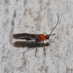 Braconidae (family) at Acton, ACT - 18 May 2021