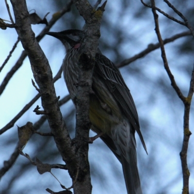 Anthochaera carunculata (Red Wattlebird) at Lavington, NSW - 22 May 2021 by PaulF