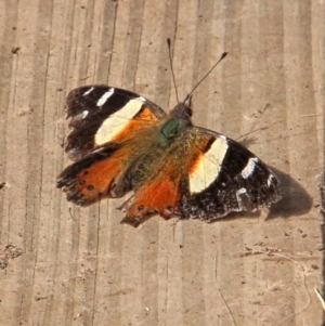 Vanessa itea at Murrumbateman, NSW - 20 May 2021