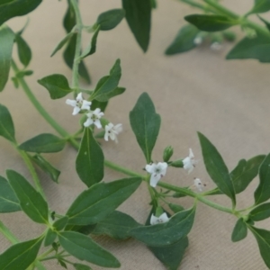 Mentha diemenica at Gundaroo, NSW - 6 Mar 2021