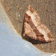 Epyaxa subidaria (Subidaria Moth) at Rugosa - 20 May 2021 by SenexRugosus