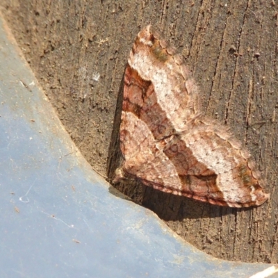 Epyaxa subidaria (Subidaria Moth) at Yass River, NSW - 21 May 2021 by SenexRugosus