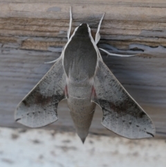 Hippotion scrofa (Coprosma Hawk Moth) at Gundaroo, NSW - 16 Jan 2021 by MaartjeSevenster