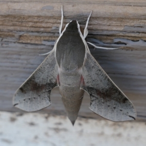 Hippotion scrofa at Gundaroo, NSW - 16 Jan 2021