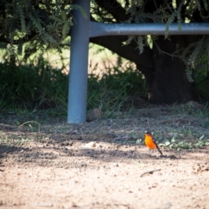 Petroica phoenicea at Murrumbateman, NSW - 21 May 2021 11:28 AM