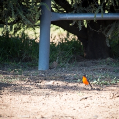 Petroica phoenicea (Flame Robin) at Murrumbateman, NSW - 21 May 2021 by SallyandPeter
