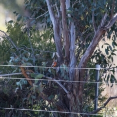 Petroica phoenicea at Murrumbateman, NSW - 21 May 2021 11:28 AM