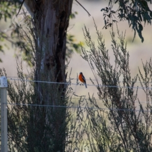 Petroica phoenicea at Murrumbateman, NSW - 21 May 2021