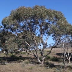 Eucalyptus pauciflora subsp. pauciflora (White Sally, Snow Gum) at Rendezvous Creek, ACT - 22 May 2021 by jbromilow50