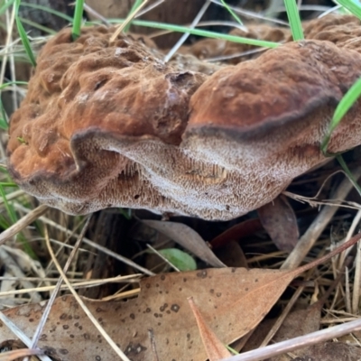 Sanguinoderma rude (Red-staining Stalked Polypore) at Murrumbateman, NSW - 27 May 2021 by SimoneC