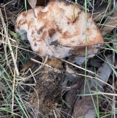 Sanguinoderma rude at Murrumbateman, NSW - 27 May 2021 03:05 PM