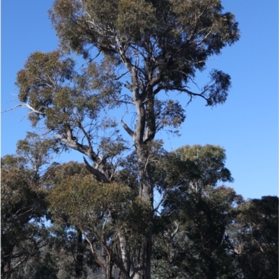 Eucalyptus dives at Rendezvous Creek, ACT - 22 May 2021 by jb2602