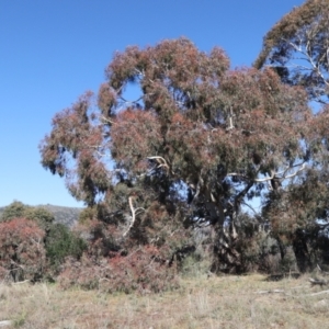 Eucalyptus melliodora at Rendezvous Creek, ACT - 22 May 2021