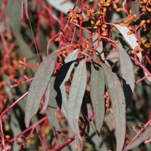 Eucalyptus melliodora at Rendezvous Creek, ACT - 22 May 2021