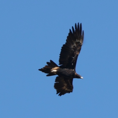 Aquila audax (Wedge-tailed Eagle) at Williamsdale, NSW - 22 May 2021 by jb2602