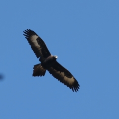 Aquila audax (Wedge-tailed Eagle) at Rendezvous Creek, ACT - 22 May 2021 by jb2602