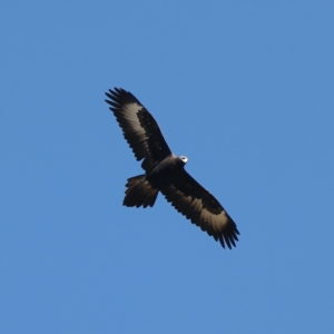 Aquila audax at Rendezvous Creek, ACT - 22 May 2021 02:38 PM