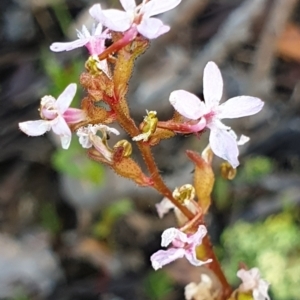 Stylidium graminifolium at Holt, ACT - 13 Jan 2021