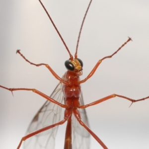 Ichneumonidae (family) at Evatt, ACT - 22 May 2021 04:53 PM