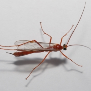 Ichneumonidae (family) at Evatt, ACT - 22 May 2021 04:53 PM