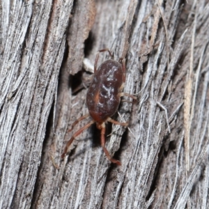 Rainbowia sp. (genus) at Downer, ACT - 14 May 2021