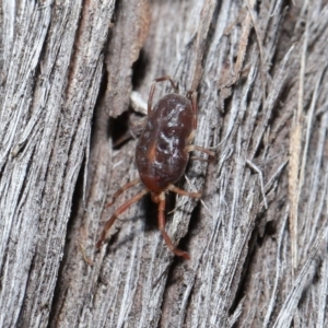 Rainbowia sp. (genus) at Downer, ACT - 14 May 2021 12:19 PM