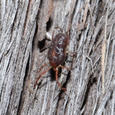 Rainbowia sp. (genus) (A mite) at Downer, ACT - 14 May 2021 by TimL