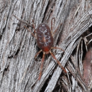 Rainbowia sp. (genus) at Downer, ACT - 14 May 2021