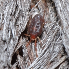 Rainbowia sp. (genus) at Downer, ACT - 14 May 2021 12:19 PM