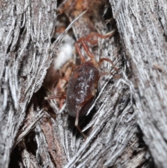 Rainbowia sp. (genus) at Downer, ACT - 14 May 2021 12:19 PM