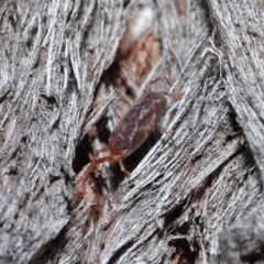 Rainbowia sp. (genus) at Downer, ACT - 14 May 2021 12:19 PM