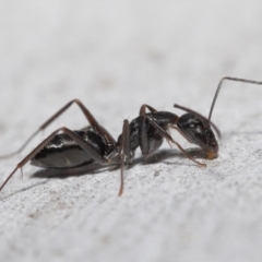 Camponotus nigroaeneus (Sugar ant) at Downer, ACT - 14 May 2021 by TimL