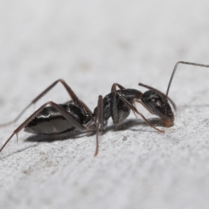 Camponotus nigroaeneus at Downer, ACT - 14 May 2021