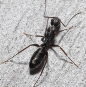 Camponotus nigroaeneus at Downer, ACT - 14 May 2021